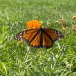 Monarch Butterfly with spread wings on a common milkweed plant.