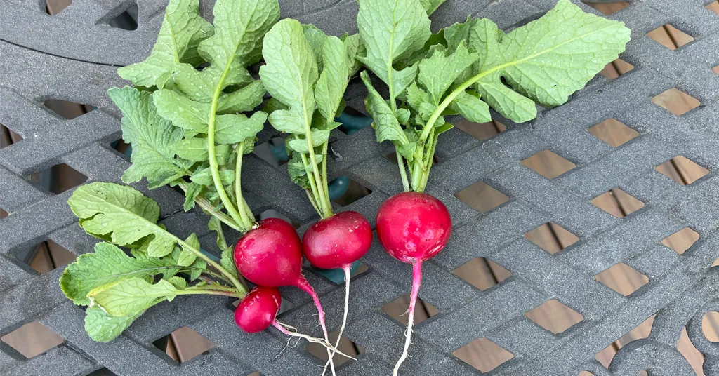 Four red radishes with greens sitting on a table.