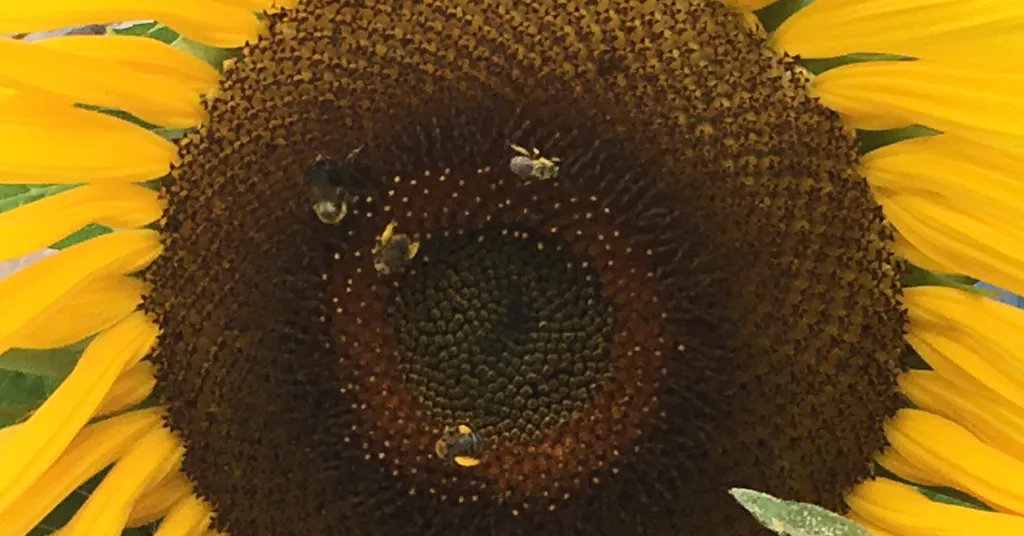 Four bumble bees gathering pollen on the center of a sunflower.
