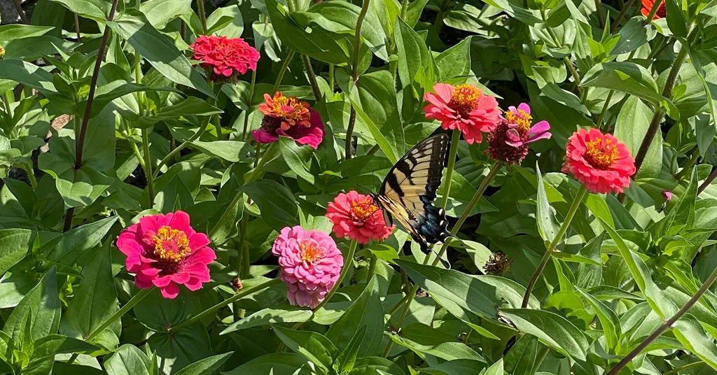 Yellow and Black swallowtail butterfly on coral pink zinnias.
