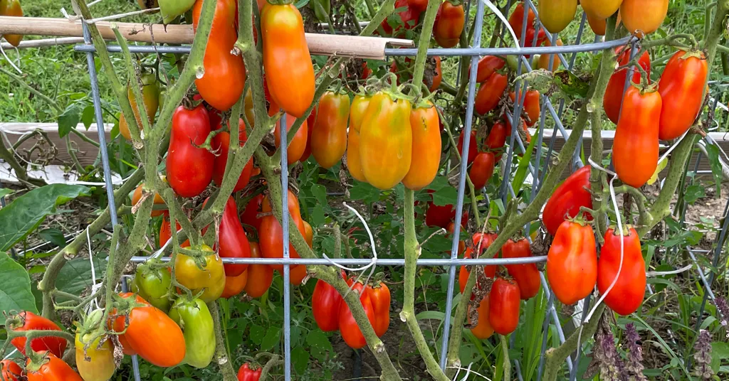 Paste tomatoes in various stages of ripeness growing on a trellis.