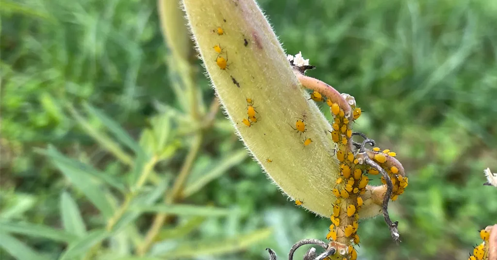 Aphids crawling on a milkweed pod.