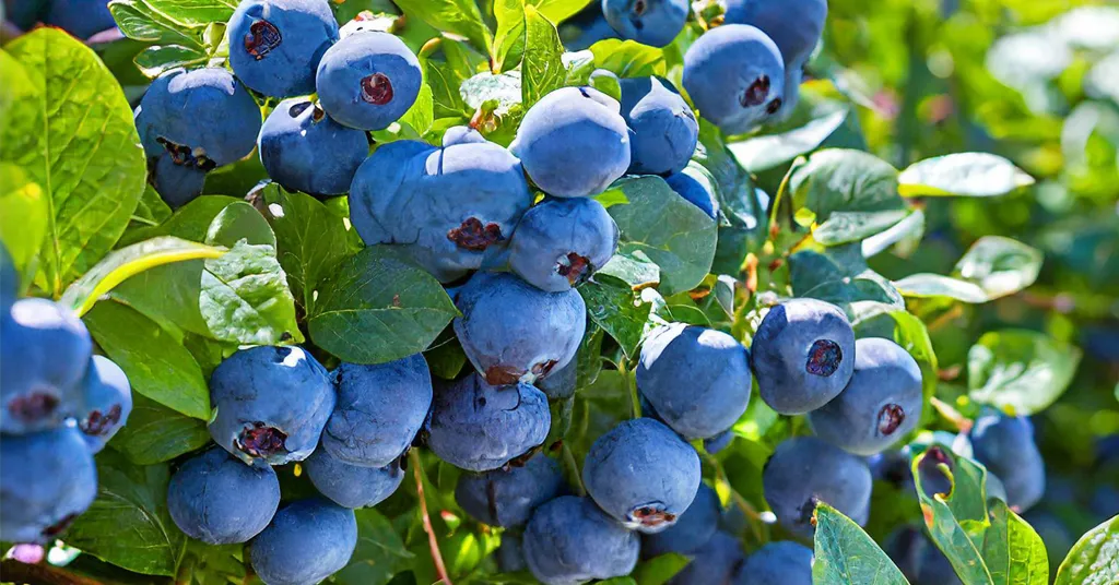 Vibrant blue blueberries growing in a home garden.