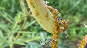 Yellow aphids on a milkweed seed pod and stems.