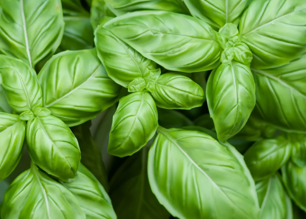 Close up image of a basil plant growing in a garden.