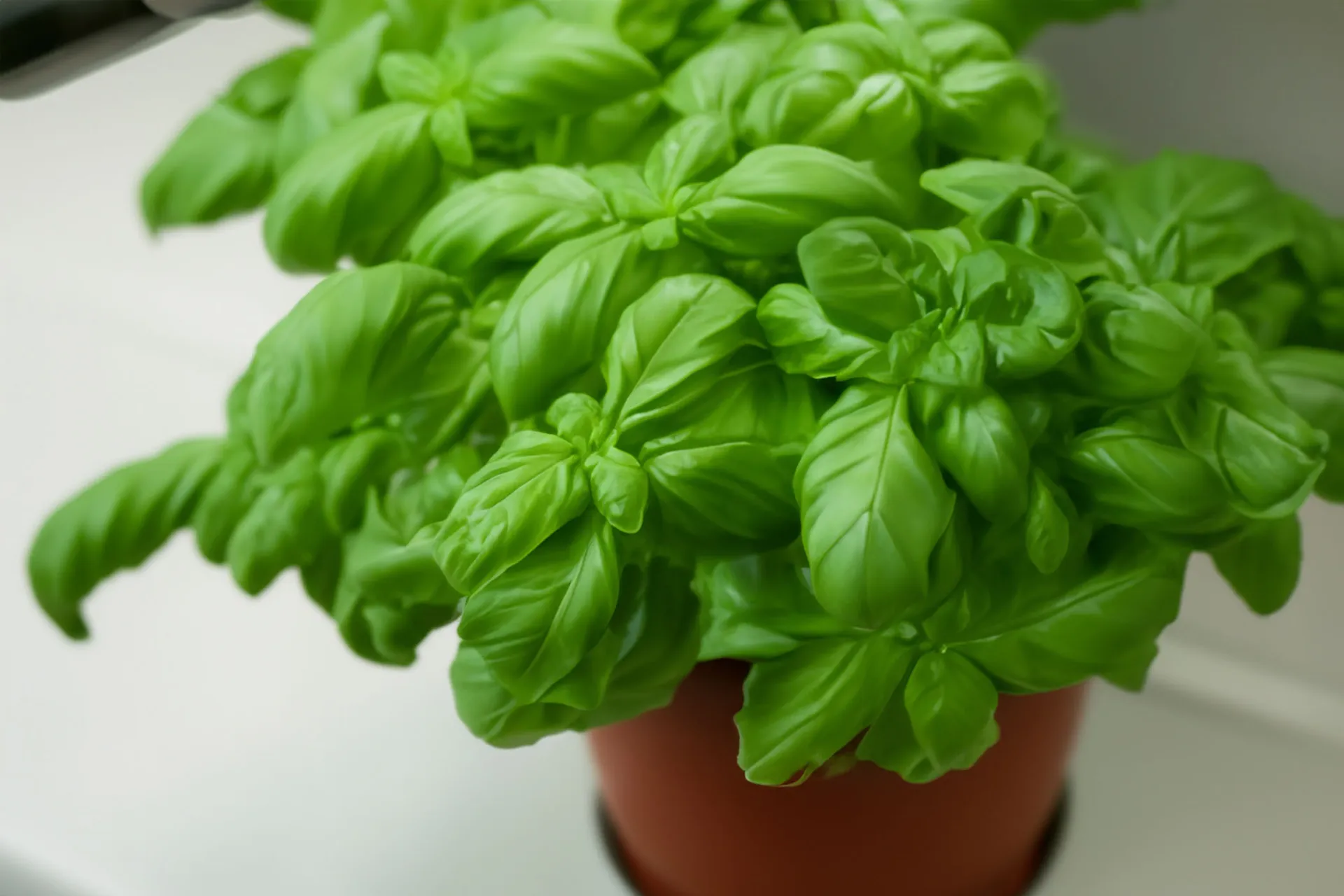 Basil plant growing in a terracotta pot sitting on a white counter.