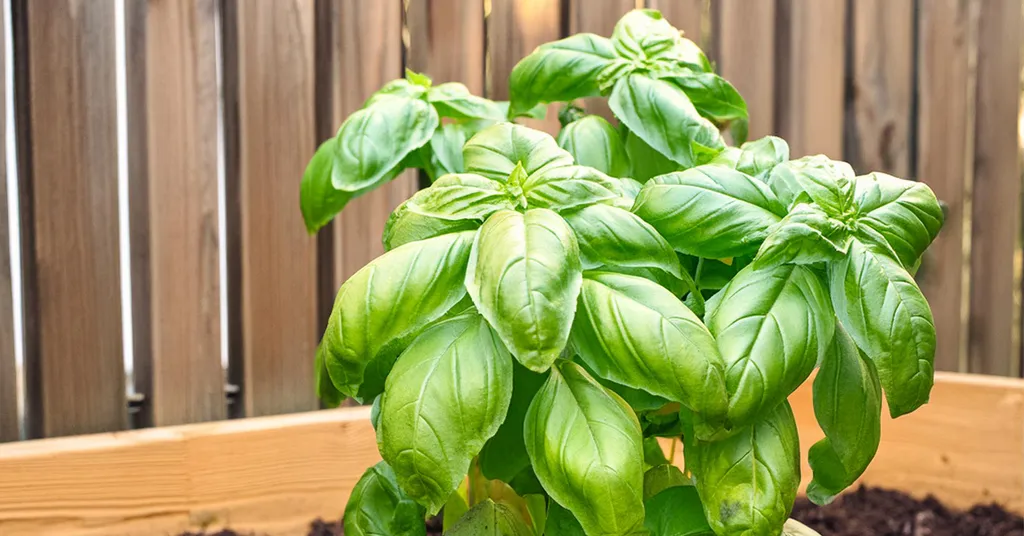 Basil plant growing in a raised bed garden with a brown wooden fence in the background.