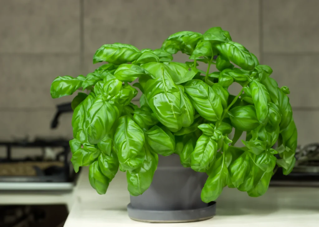 Basil plant growing in a grey pot on a white kitchen counter.