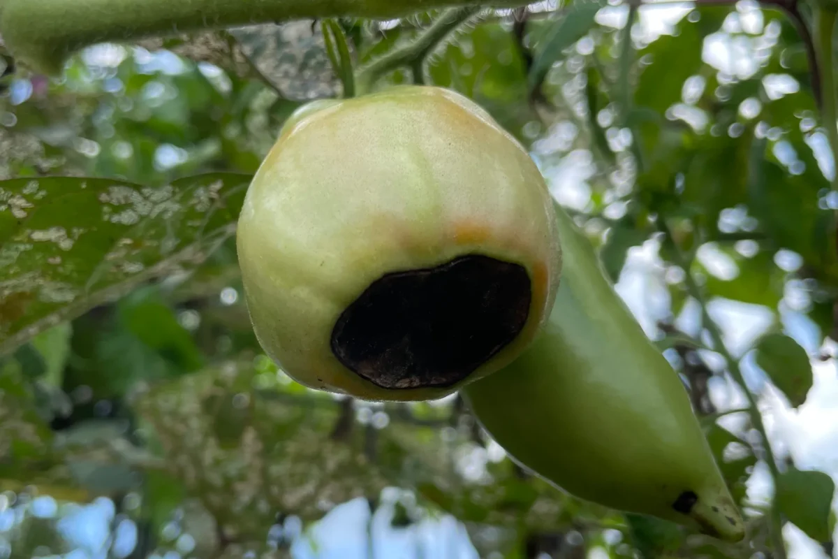 Blossom End Rot on the bottom of a green tomato