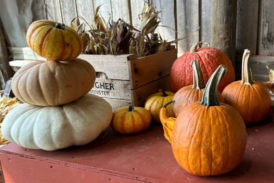 Pumpkins and gourds sitting on a red table.