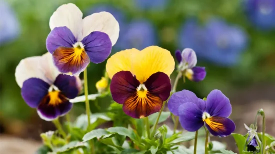 Winter Sown Pansies growing in a garden.