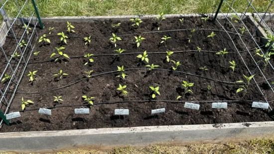 Pepper Plants planted in a raised bed garden.