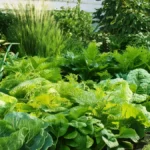 Kitchen Garden with cabbage, onions, and dill.