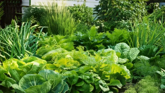 Kitchen Garden with cabbage, onions, and dill.