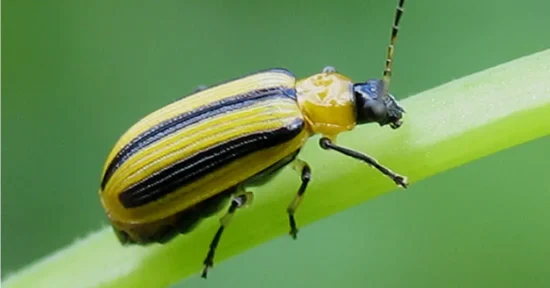 Yellow and black striped Cucumber Beetle on a green cucumber stem
