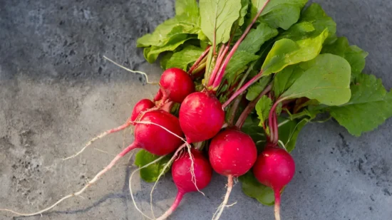 Pile of red radishes that have been harvested from a garden