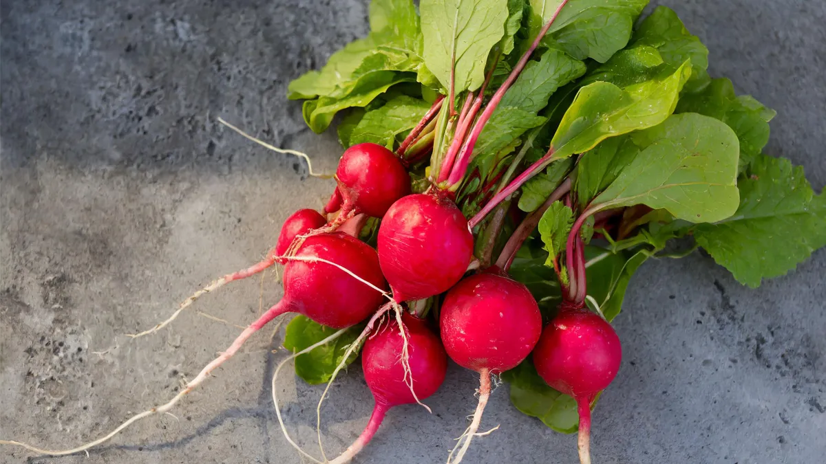 Pile of red radishes that have been harvested from a garden