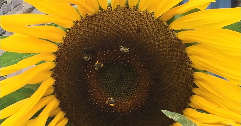 Mammoth Sunflower Seed Head with bright yellow leaves. There are 4 bees on the flower collecting pollen.