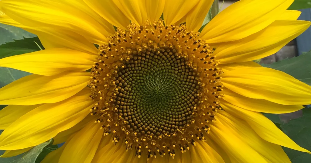 Up close photo of a sunflower head. Showing the spiral center where the seeds grow and the beautiful yellow flower petals.