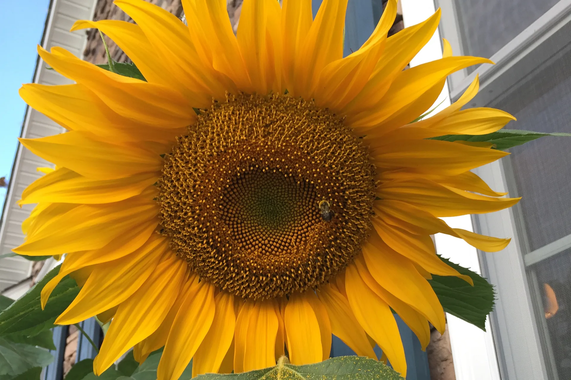 Mammoth Sunflower head with a bee on it.