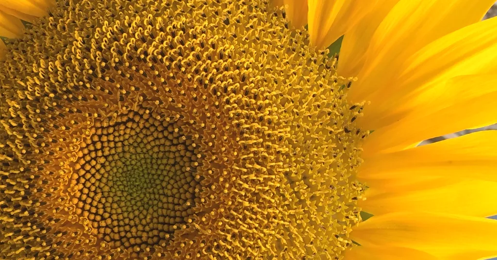 Macro image of a sunflower head. Showing pollen growing and beautiful yellow flower petals.