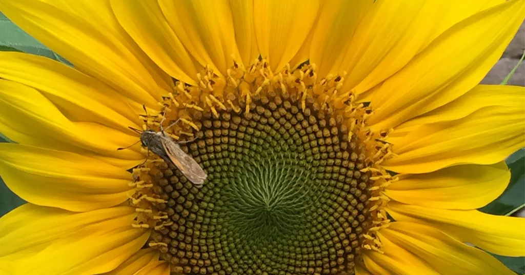 Yellow sunflower head with a green center with a moth pollinator sitting on the flower.