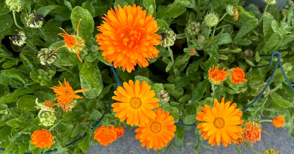 Calendula flowers growing in a garden bed.