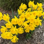 A close-up shot of a vibrant daffodil cluster in full bloom, with bright yellow petals and frilled trumpet centers standing out against a background of mulch and green shrubbery. The flowers appear healthy and fresh, signaling early spring in a neatly mulched garden bed.