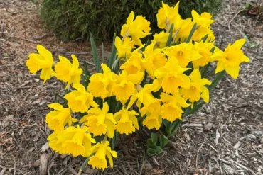 A close-up shot of a vibrant daffodil cluster in full bloom, with bright yellow petals and frilled trumpet centers standing out against a background of mulch and green shrubbery. The flowers appear healthy and fresh, signaling early spring in a neatly mulched garden bed.