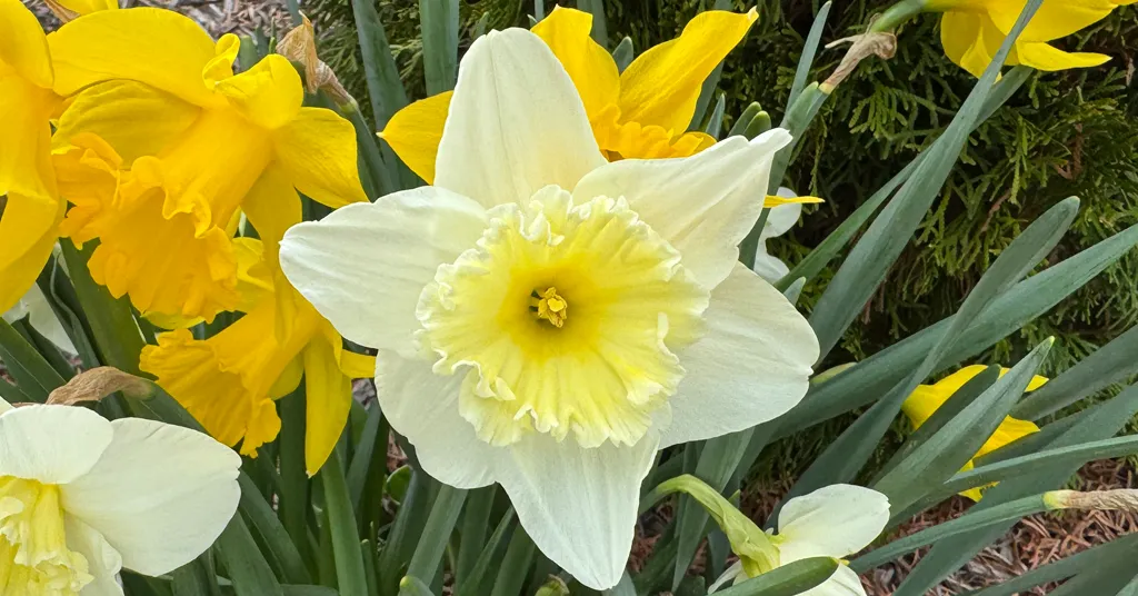 A creamy white daffodil with a pale yellow trumpet stands prominently in the center, surrounded by traditional golden yellow daffodils. The soft contrast in colors and detailed petal textures make the white bloom pop against the lush green leaves and background shrubbery.