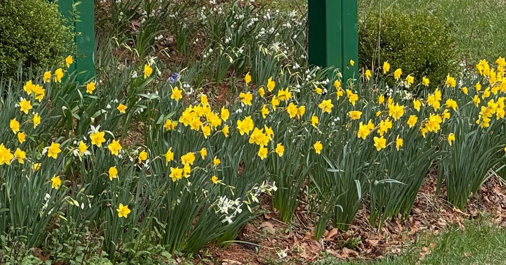 A vibrant cluster of yellow daffodils and white snowdrops blooms along a garden bed, framed by green posts and backed by lush greenery. Fallen brown leaves peek through the base, adding contrast to the fresh spring colors.