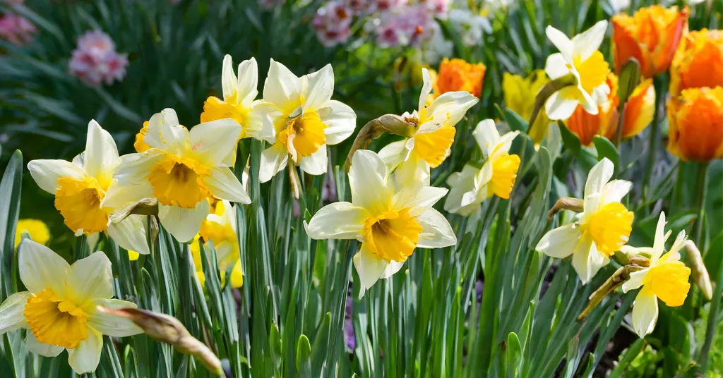 A lively spring garden scene featuring creamy white daffodils with rich golden centers in the foreground, surrounded by a colorful mix of orange and yellow tulips and pink flowers in the blurred background. The daffodils sway gently among green foliage, capturing the fresh, sunlit energy of the season.