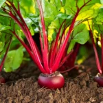 Vibrant red beets with lush green tops growing in dark, rich soil in a sunny garden, showcasing healthy beetroot plants at peak maturity.