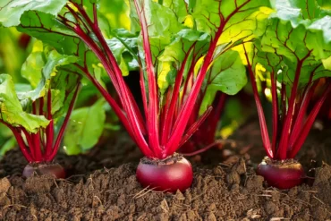 Vibrant red beets with lush green tops growing in dark, rich soil in a sunny garden, showcasing healthy beetroot plants at peak maturity.