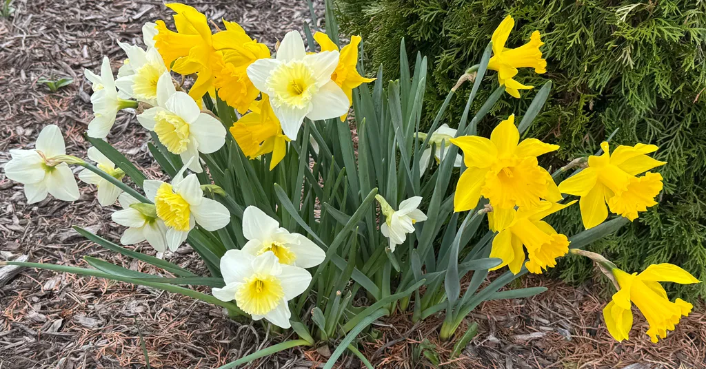 A cheerful cluster of daffodils featuring a mix of white and yellow blooms, with pale yellow centers and golden trumpet petals, grows in a mulched garden bed beside dense evergreen foliage. The variety in bloom colors adds visual interest and a strong sense of spring vibrancy.