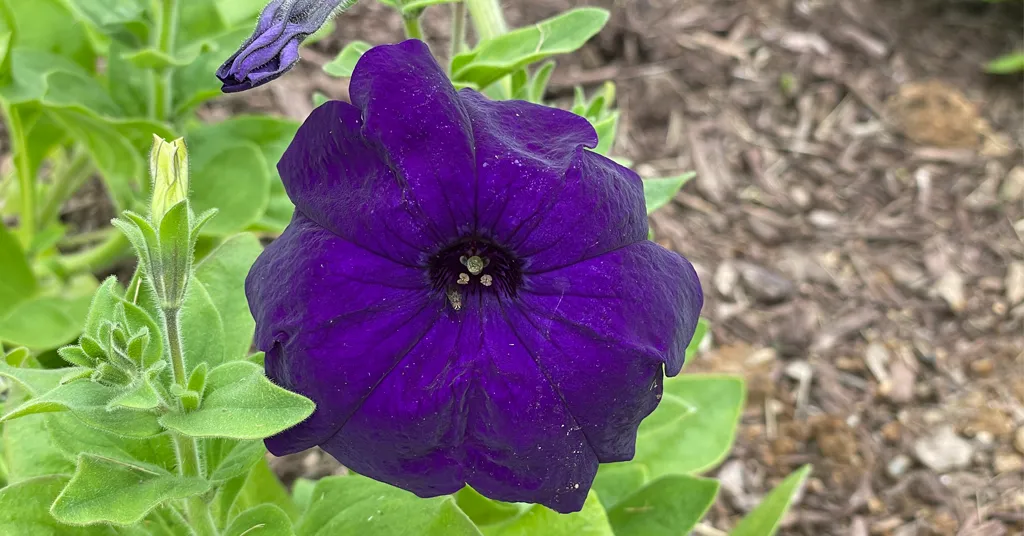Dark purple petunia growing in a garden bed.