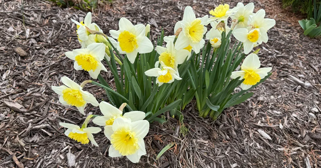 A blooming clump of pale daffodils with creamy white petals and soft yellow centers stands out against a brown mulch bed. The delicate coloring and ruffled trumpets create a gentle, elegant contrast to the darker soil background.
