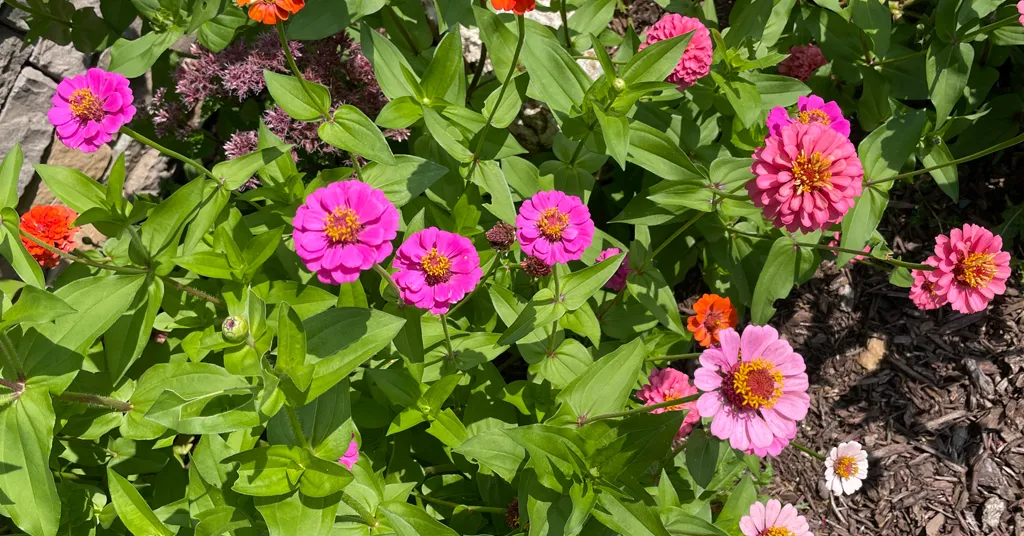 Pink and orange zinnias growing in a flower garden.