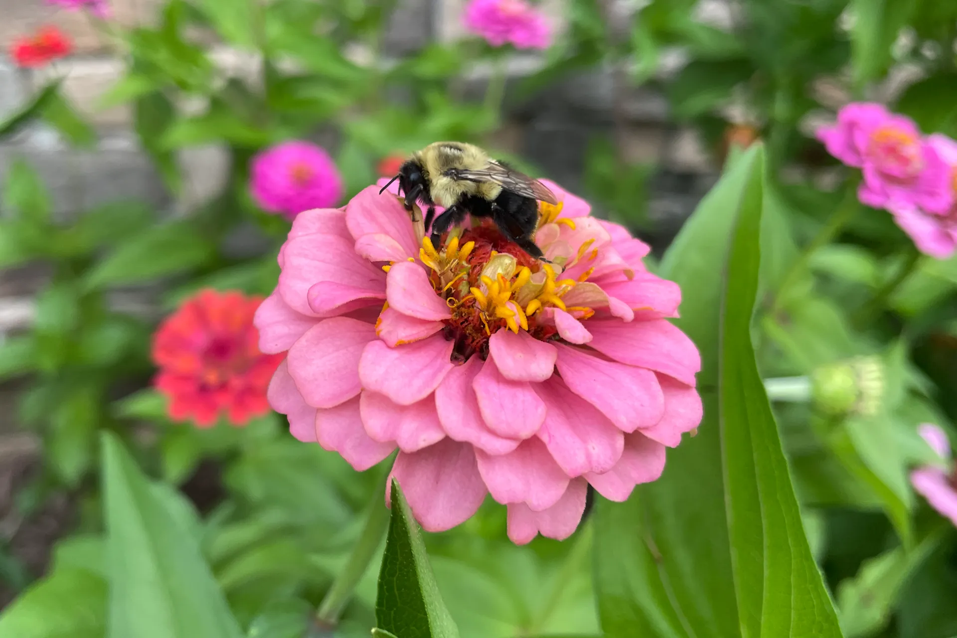 Light Pink zinnia with a bumble bee gathering nectar.