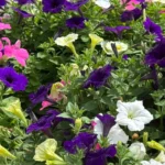 Pink, White, and Purple Petunia Flowers
