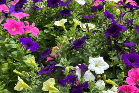 Pink, White, and Purple Petunia Flowers