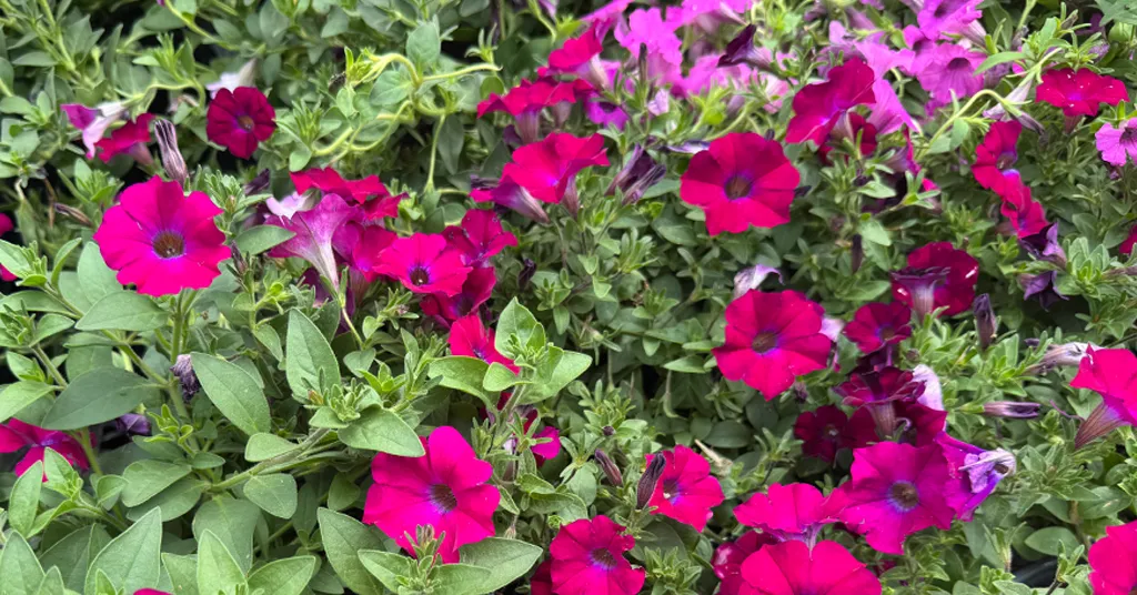 Pink Petunia flowers
