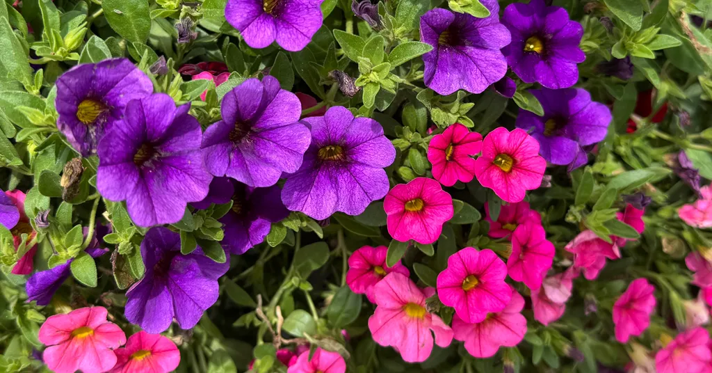 Pink and Purple Petunias