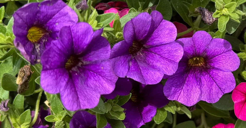 closeup of purple and pink petunias