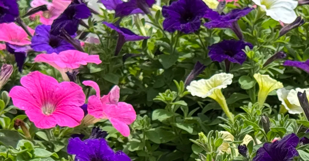 pink, white, and purple petunia flowers