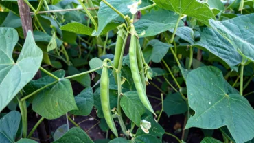 Green Beans growing in a garden.