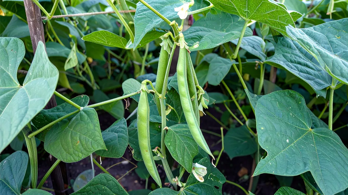 Green Beans growing in a garden.