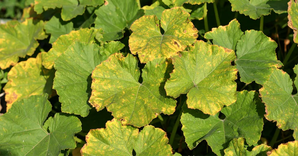 Yellowing Heat Stressed Squash Leaves