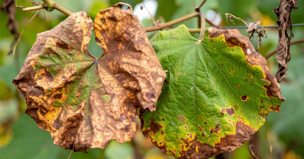 Sun burnt, heat stressed grape vine leaves.