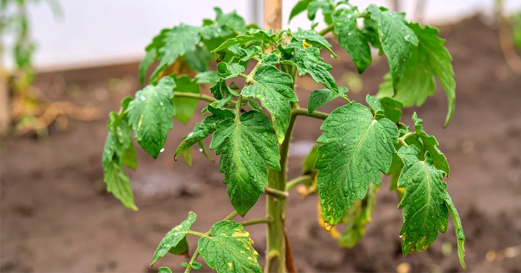 Sun Burnt Tomato Leaves on a tomato plant